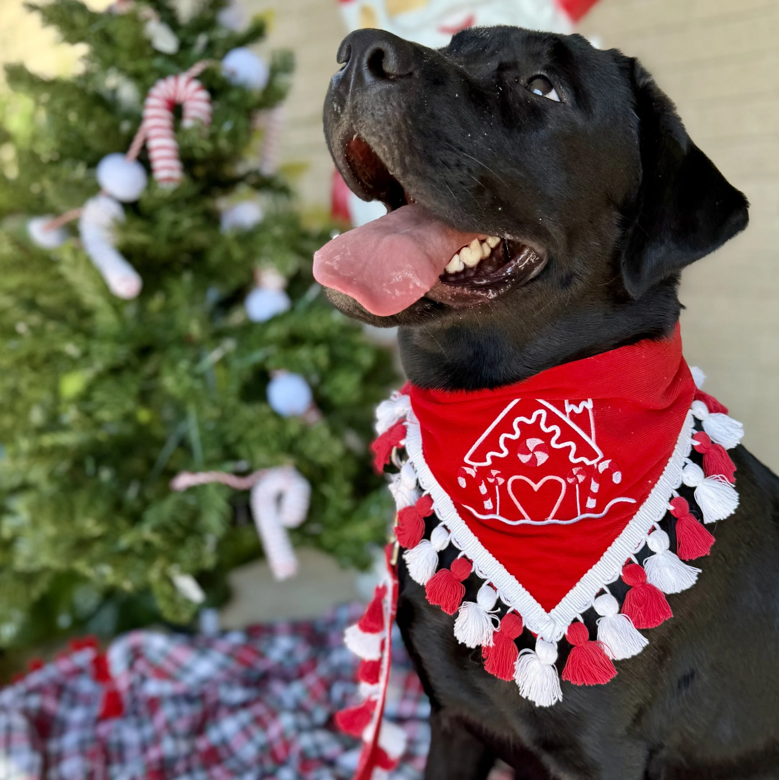 Christmas and Hanukkah — Collar Me Crazee